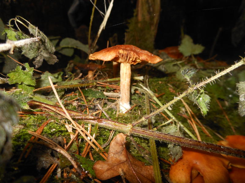 <p>Norfolk UK wild mushrooms found in November</p>
