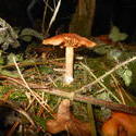 12499   forest mushroom 16