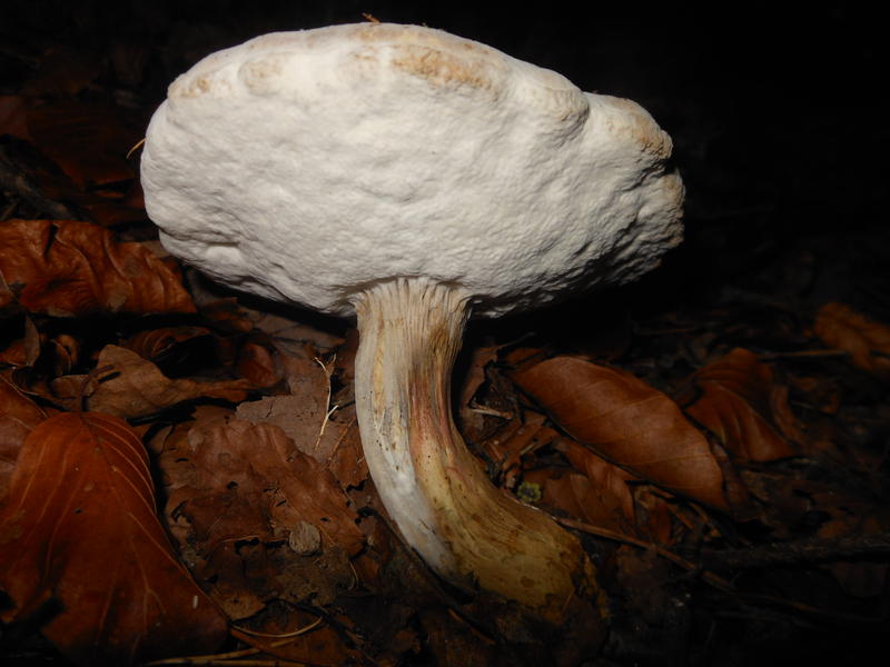 <p>Norfolk UK wild mushrooms found in November</p>
