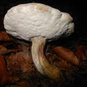 12501   forest mushroom 20