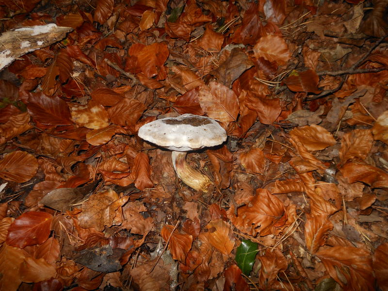 <p>Norfolk UK wild mushrooms found in November</p>
