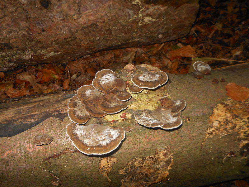 <p>Norfolk UK wild mushrooms found in October</p>
