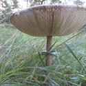12486   forest mushroom 3