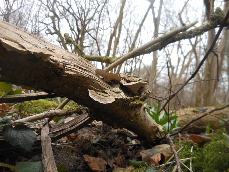 <p>Norfolk UK wild mushrooms found in March&nbsp;</p>
