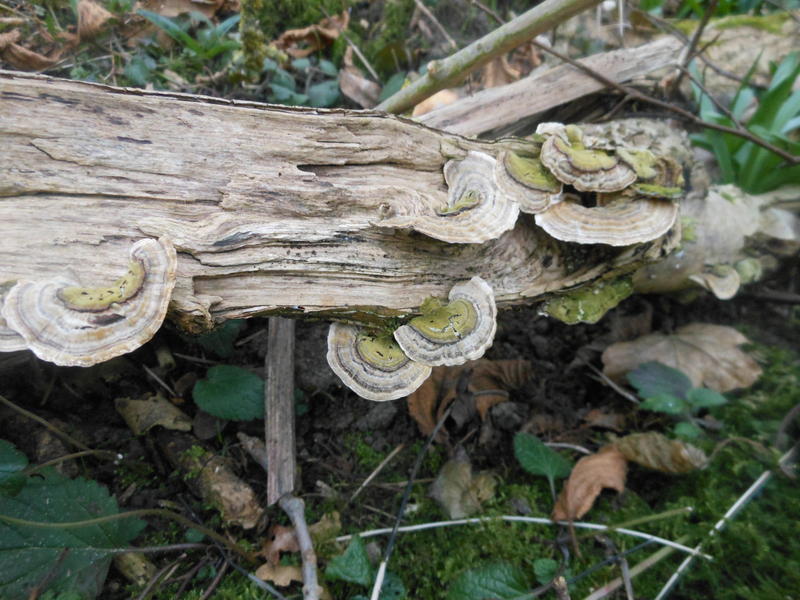 <p>Norfolk UK wild mushrooms found in March</p>

