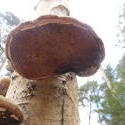 12492   forest mushroom 9