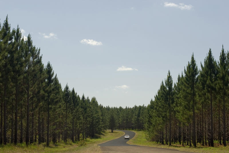 Scenic landscape of fir trees and a car driving along the road. Copy space. Summer