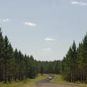 11859   Scenic landscape of fir trees and a car driving through the fore