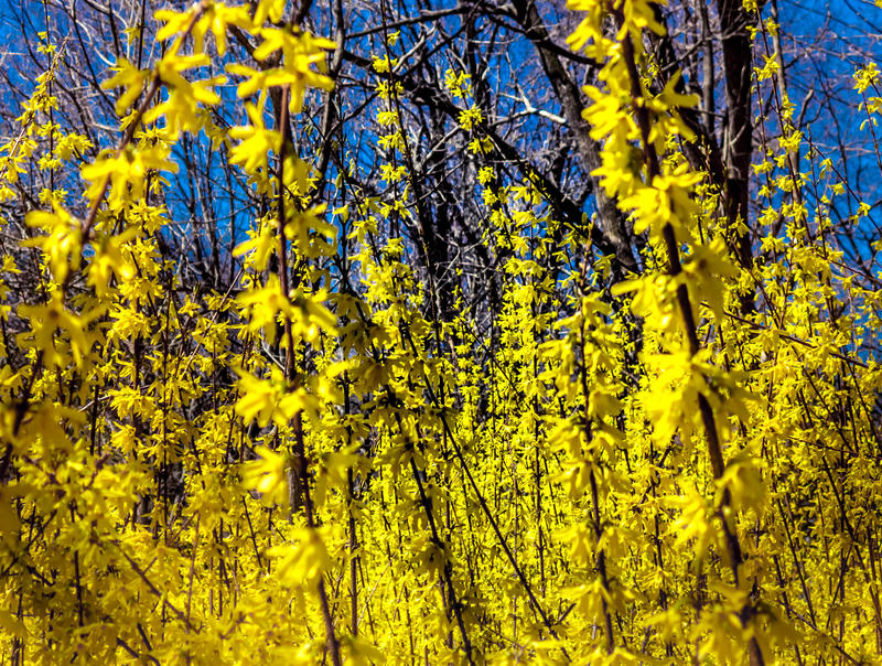 <p>Forsythia stand against a deep blue sky at peak bloom.</p>
