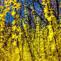 12107   forsythia