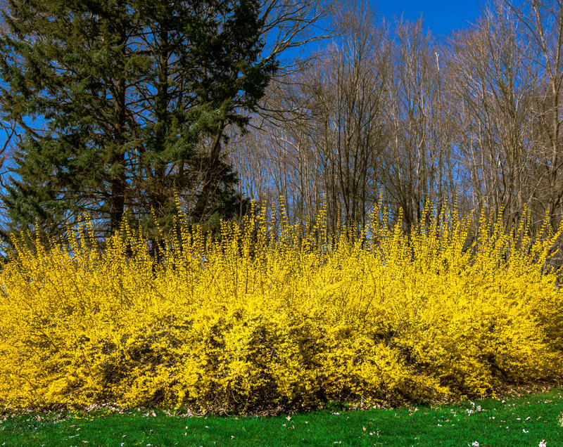 <p>Forsythia in the Spring sunlit afternoon in Plainville, Connecticut.</p>