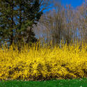 12108   forsythia 0