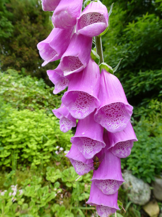 Common pink foxgloves with their tubular shaped flowers growing on a spike or inflorescence in woodland, the source of the medicinal drug digitalis