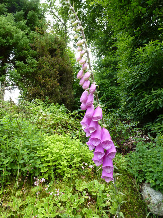 Close Up of Purple Foxglove Flowers Growing Tall in Lush Wild Summer Garden with Green Plants and Trees