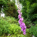 12929   Purple Foxglove Growing in Lush Summer Garden