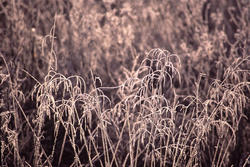 11846   Frosted plants on a winter morning