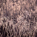 11846   Frosted plants on a winter morning