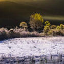 12087   frosty grass