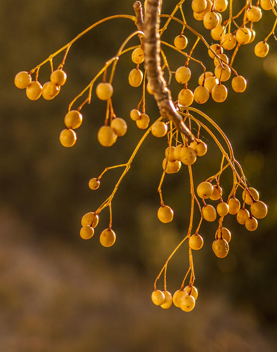 <p>Fruits hanging from a branch.</p>
Fruits hanging from a branch.