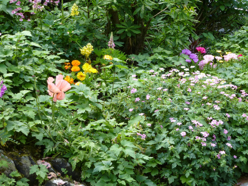 Flowerbed with assorted colorful flowers and green shrubs in a summer garden in a nature background