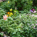 12930   Flowerbed with assorted flowers in a summer garden