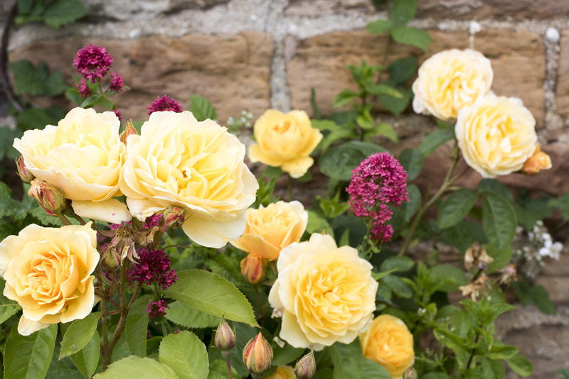 Colorful yellow summer roses growing on a bush outdoors in the garden in a close up view