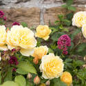 12909   Colorful yellow roses in a cottage garden