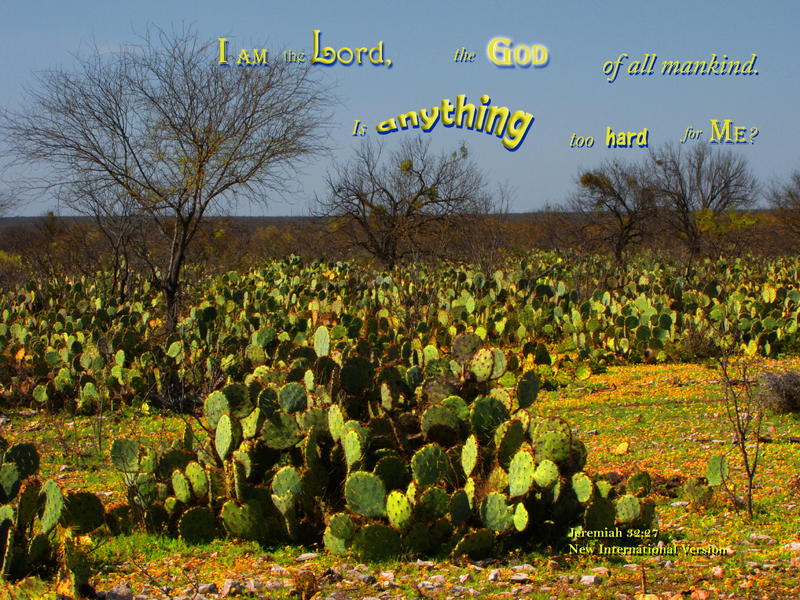 <p>Cactus on ranchland, central Texas, USA</p>
Cactus on ranch land, central Texas, USA