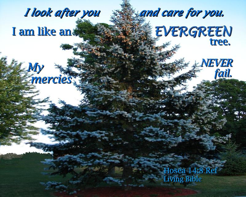 <p>Blue Spruce</p>
Blue Spruce