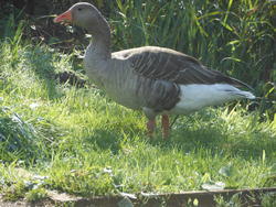 12513   goose 2