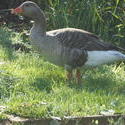 12513   goose 2