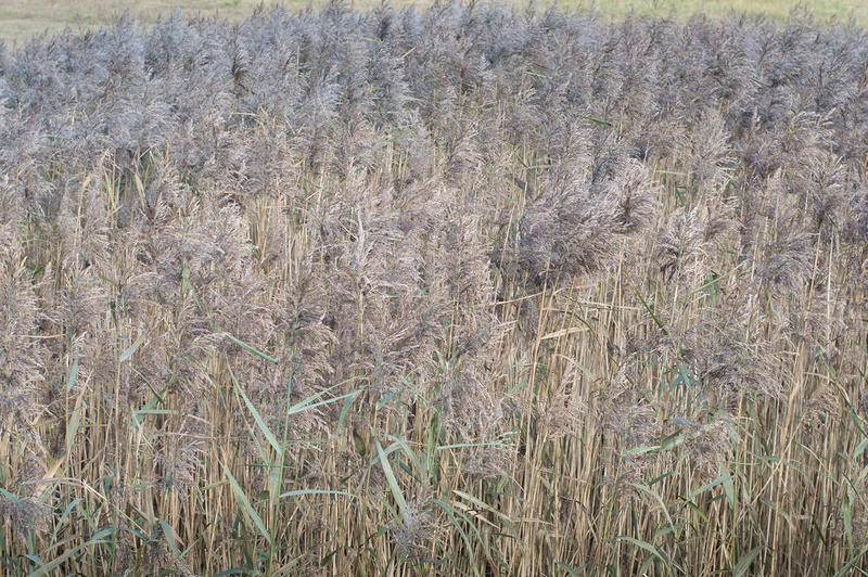 <p>Long grasses growing by the river Wyre in Lancashire, UK</p>
Long grasses growing by the river Wyre in Lancashire, UK