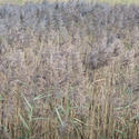 16783   Long grasses
