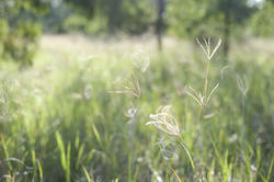 11860   Close up of grass in forest