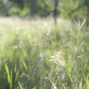 11860   Close up of grass in forest