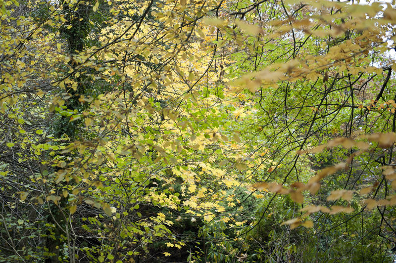 Green and yellow braches in forest in sunlight. summer/autumn