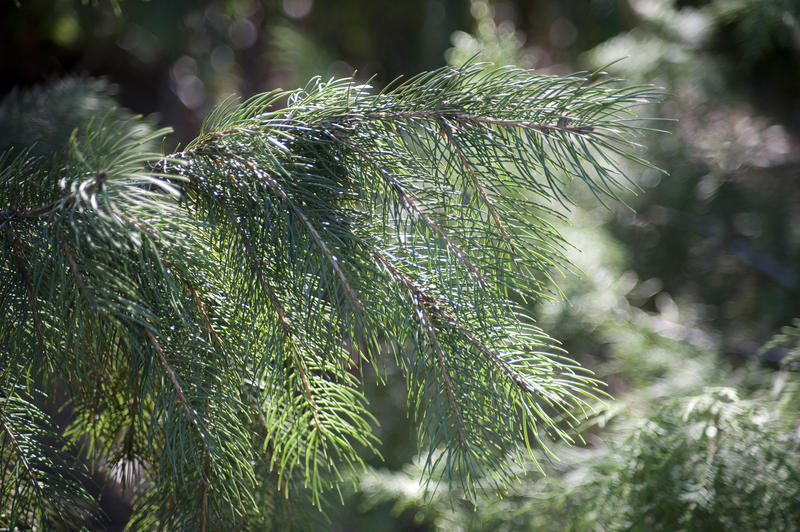 Close-up of evergreen fir tree bathed in sunshine. Bokeh