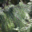 11863   Close up of evergreen fir tree bathed in sunshine