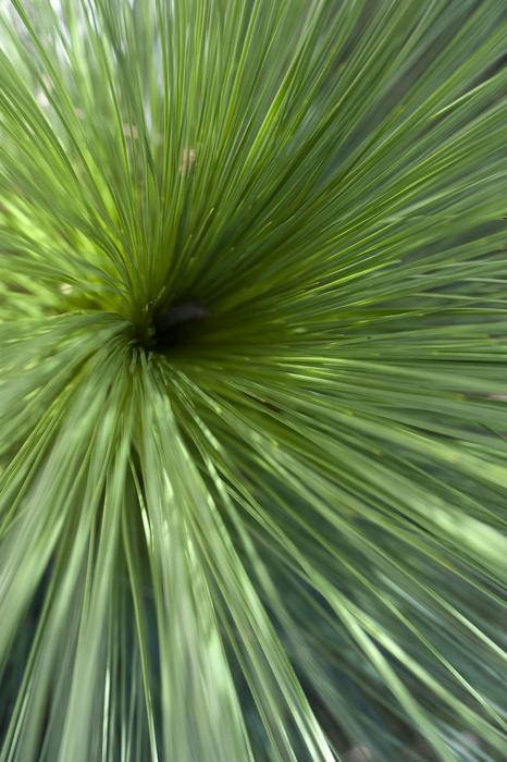 Close up overhead view of outdoor bundle of grass with sun shining above