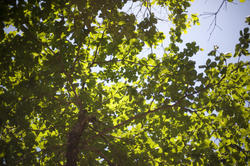 11864   Close up of crown of  green tree in sunlight