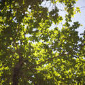 11864   Close up of crown of  green tree in sunlight