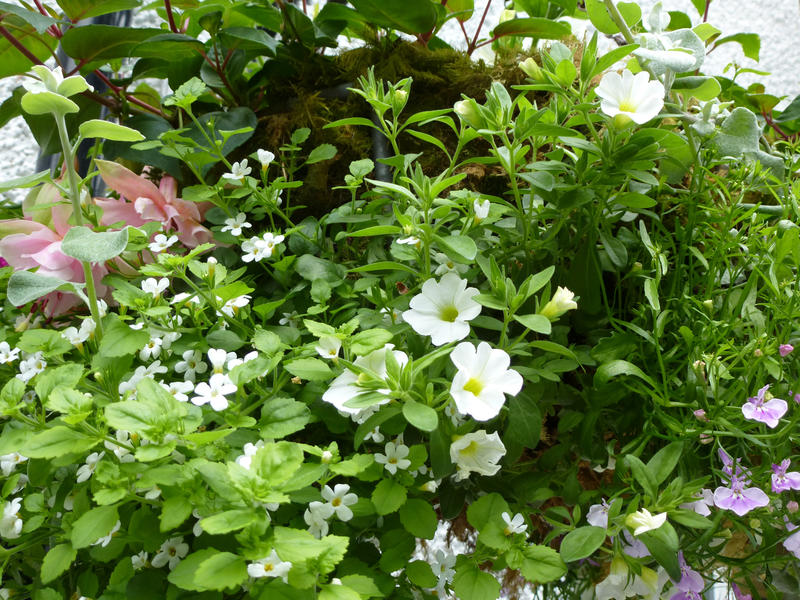 High Angle Full Frame Background of Delicate White, Pink and Purple Flowers Amidst Lush Greenery in Outdoor Garden Planter