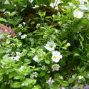 12931   Delicate White Flowers with Greenery in Planter