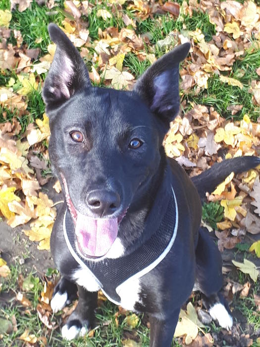 <p>A happy puppy Dog with Autumn Leaves</p>