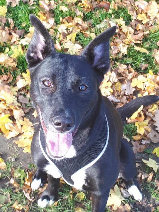 <p>A happy puppy Dog with Autumn Leaves</p>
