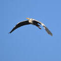 16895   A Heron flying in a bright blue sky