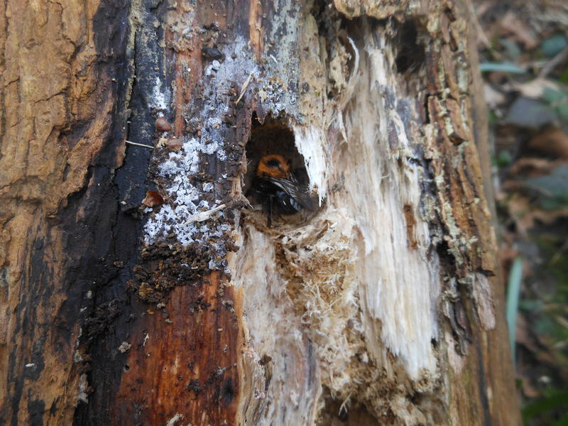 <p>hibernating wasp in March Norfolk UK</p>
