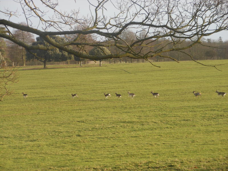 <p>deer at Holkham hall in Norfolk UK</p>