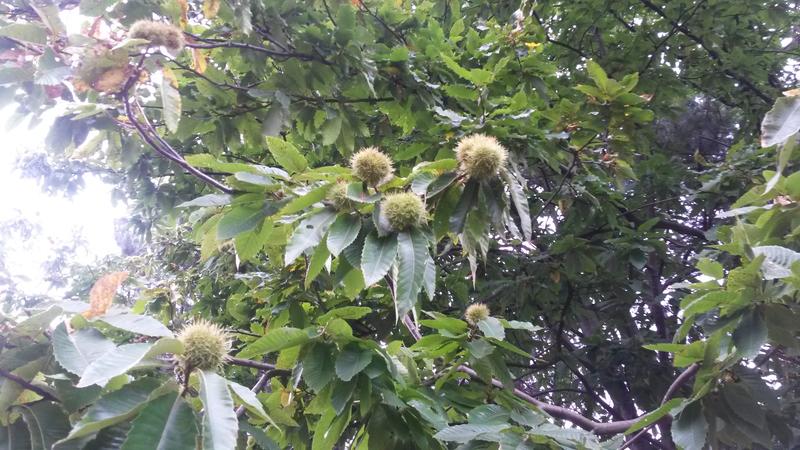 <p>Norfolk UK chestnut tree in September</p>
