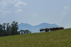 12036   horses grazing grass on a sunlit green hillslope